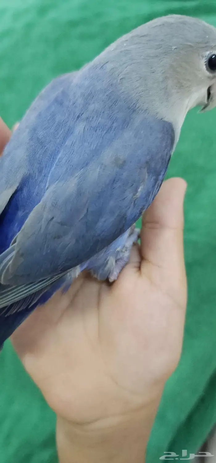 روز اليف ازرق 5