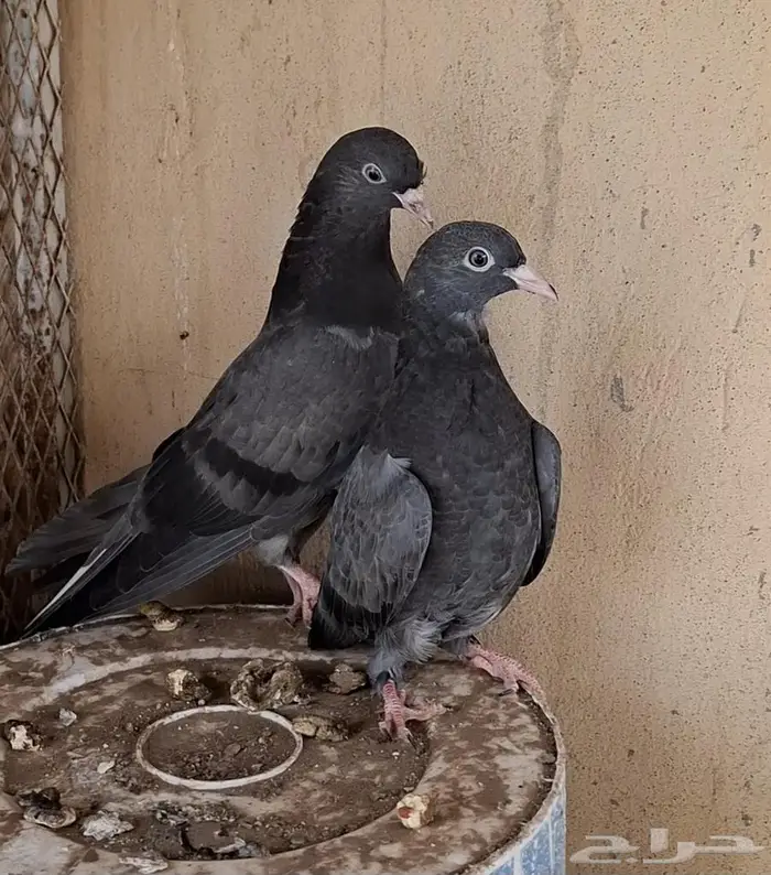 طبه قطيفي 3