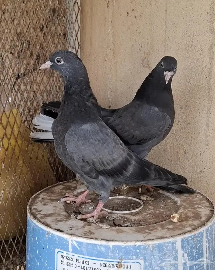 طبه قطيفي 0