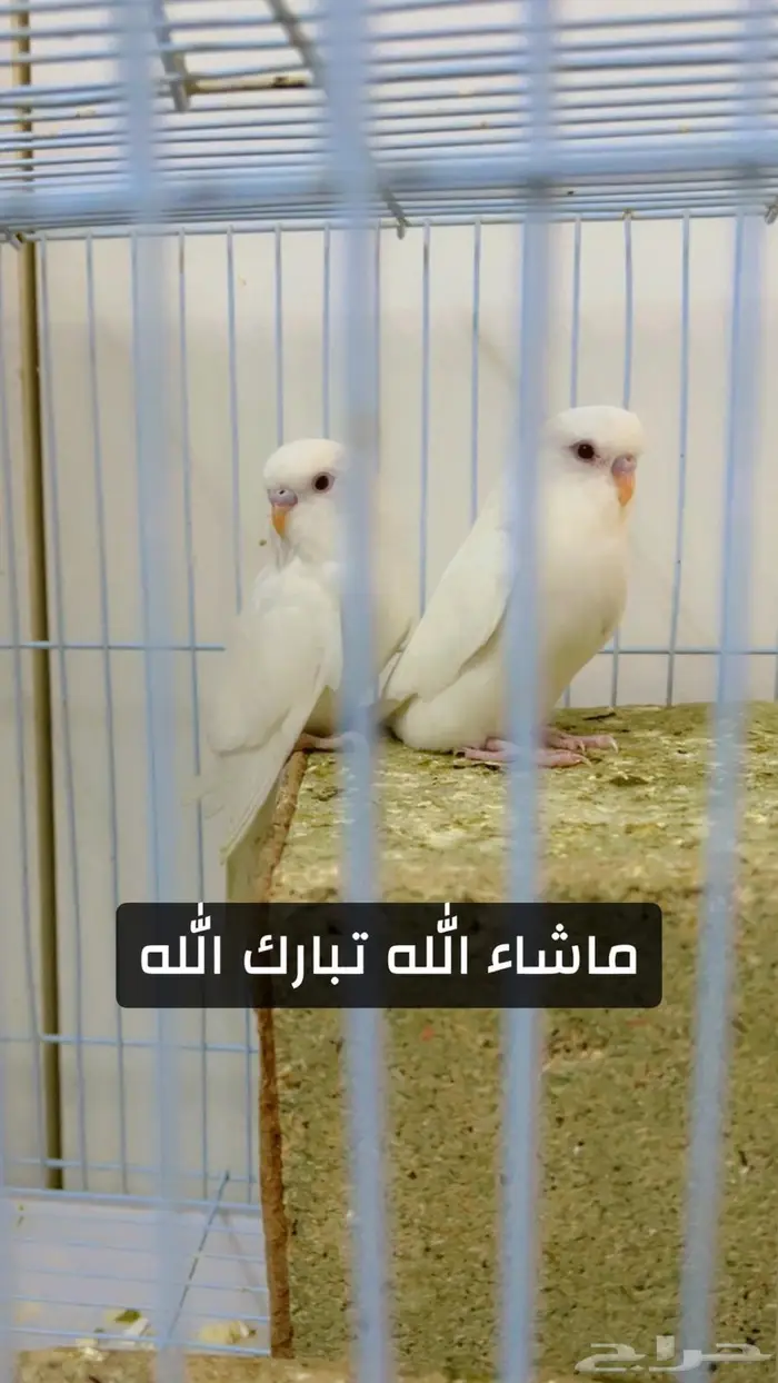 فروخ بادجي البينو وطفرات 0