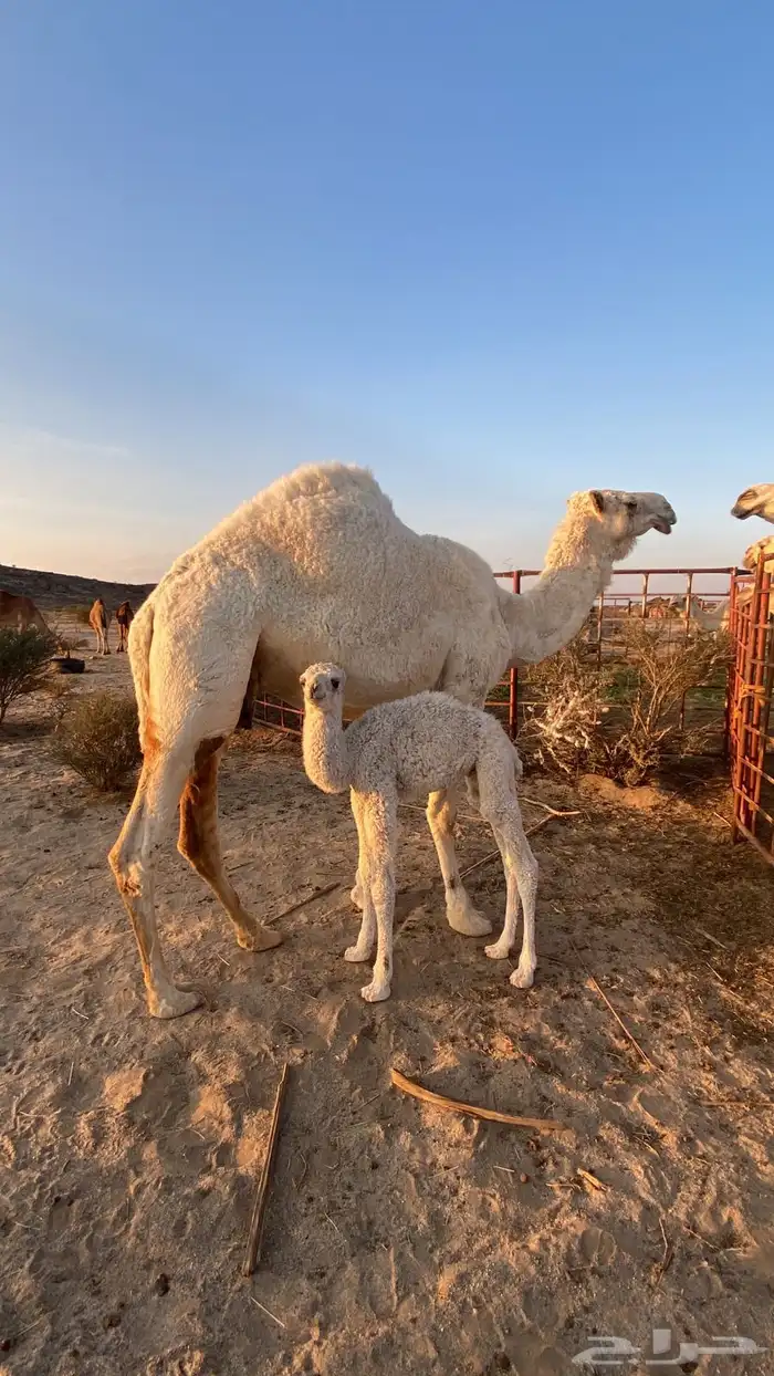 خلفه باتليه عليها وسم الصباح 1