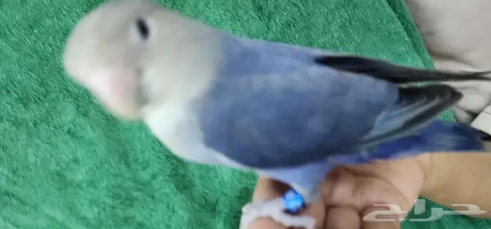 روز اليف ازرق 0