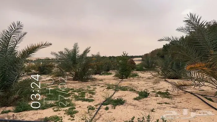 للبيع مزرعه غرب مليجه صك الكتروني 62213م2 9