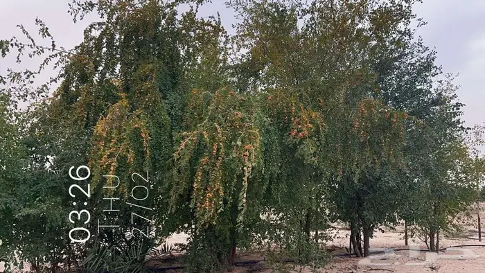للبيع مزرعه غرب مليجه صك الكتروني 62213م2 3