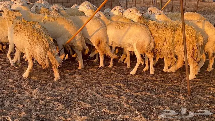 غنم حريات صنف 33 بالفحل 17