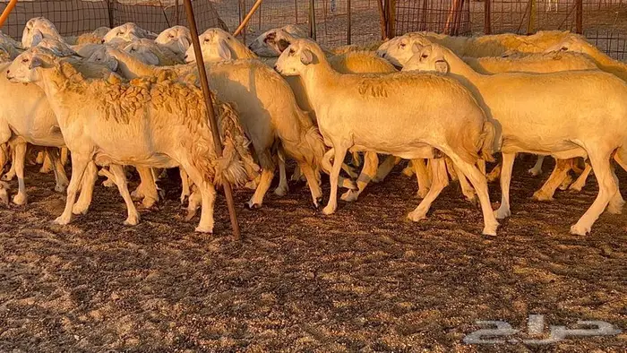 غنم حريات صنف 33 بالفحل 18
