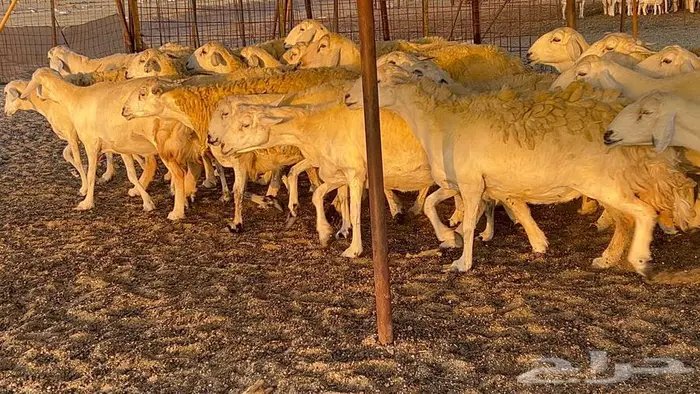 غنم حريات صنف 33 بالفحل 20