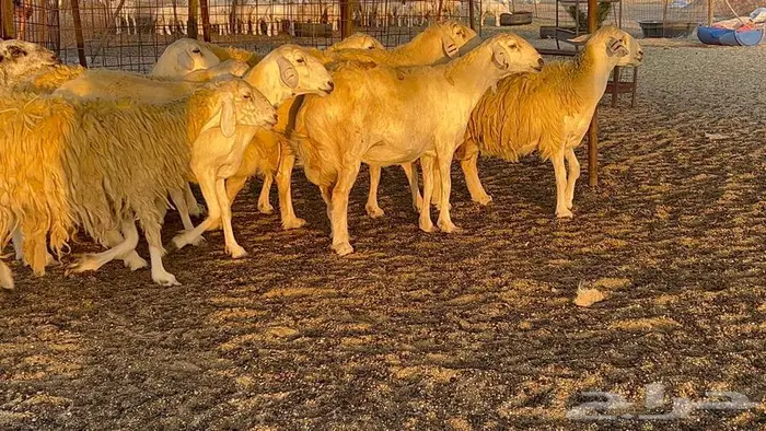 غنم حريات صنف 33 بالفحل 19
