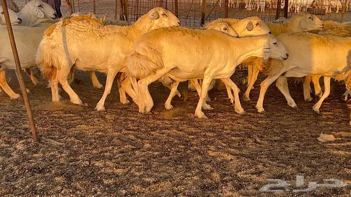 غنم حريات صنف 33 بالفحل 8