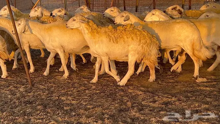 غنم حريات صنف 33 بالفحل 13