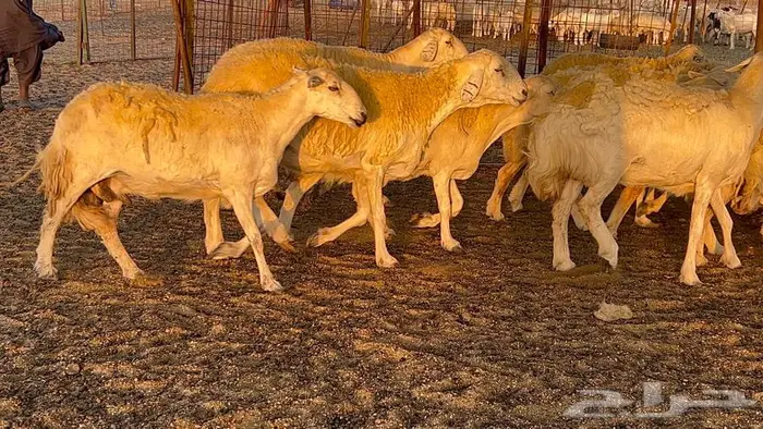 غنم حريات صنف 33 بالفحل 9