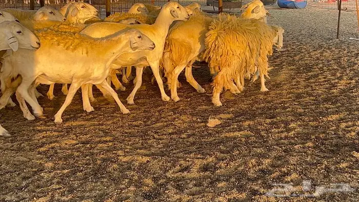 غنم حريات صنف 33 بالفحل 16