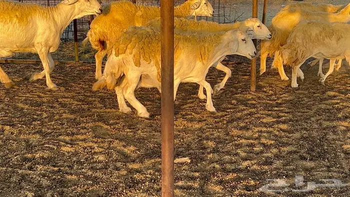 غنم حريات صنف 33 بالفحل 2