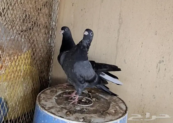 طبه قطيفي 2