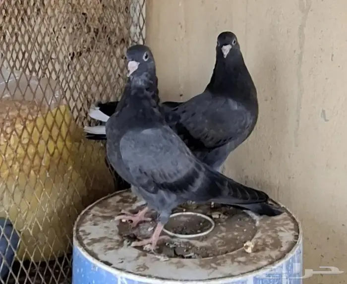 طبه قطيفي 1
