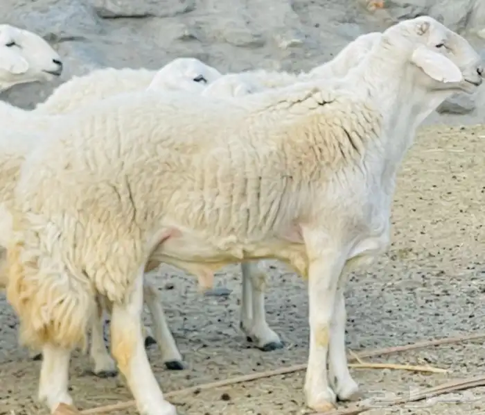مشروع طلي صنف حري ابرص تم البيع 4