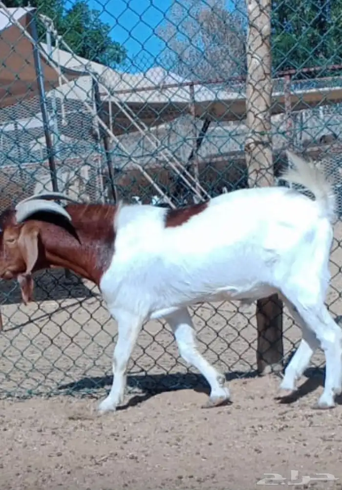 فحول برقوت بيور 2 جدعان لا يتجاوزوا 5 اشهر 1 سديس 1