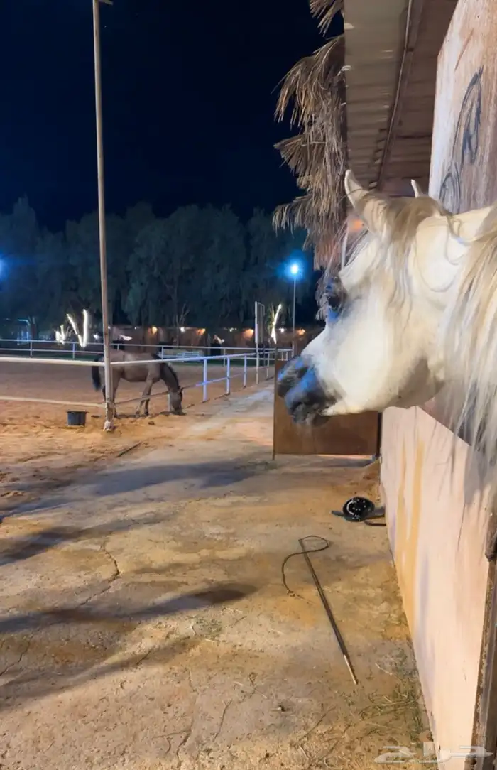 مربط رياح الشرق العائلي-نسائي 8