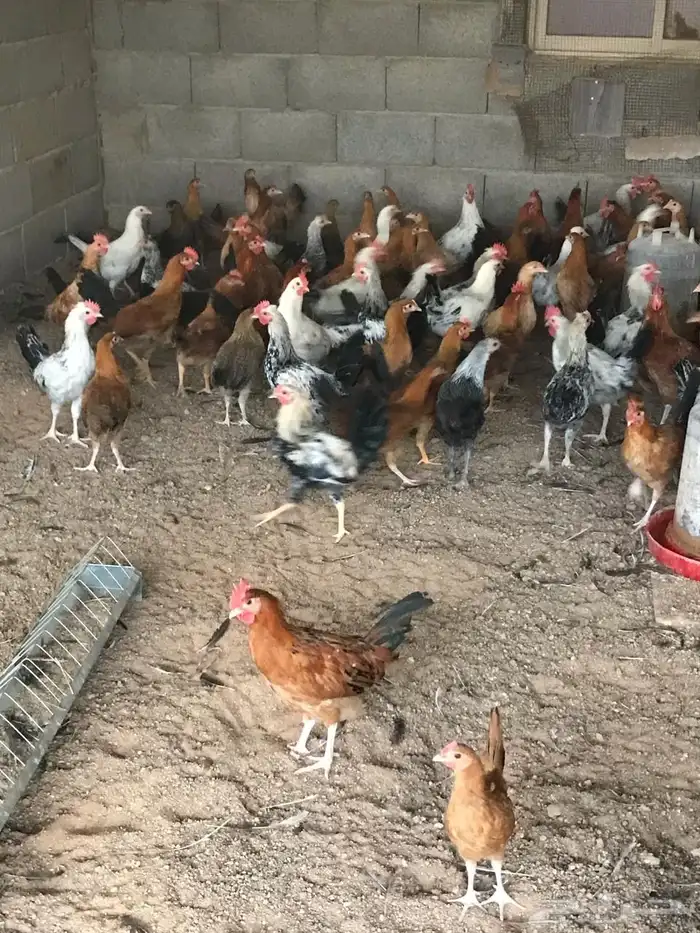 ديوك بلدي 2