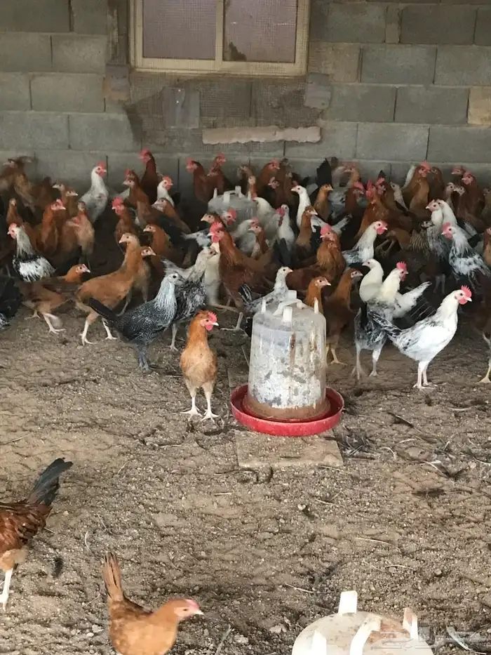 ديوك بلدي 0