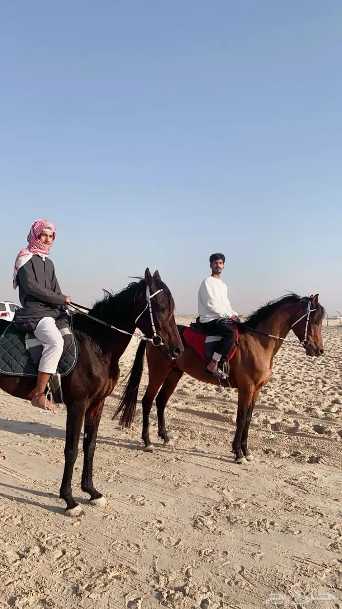 تدريب و تأجير ركوب الخيل والابل للمناسبات 9