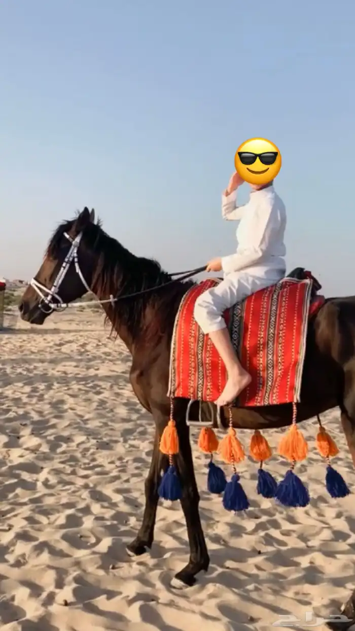 تدريب و تأجير ركوب الخيل والابل للمناسبات 15