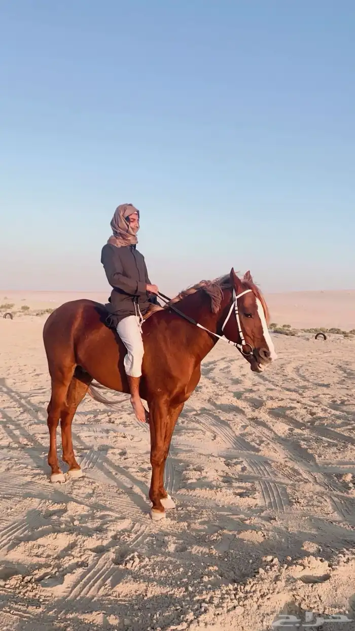 تدريب و تأجير ركوب الخيل والابل للمناسبات 1