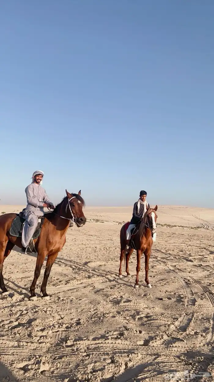 تدريب و تأجير ركوب الخيل والابل للمناسبات 2