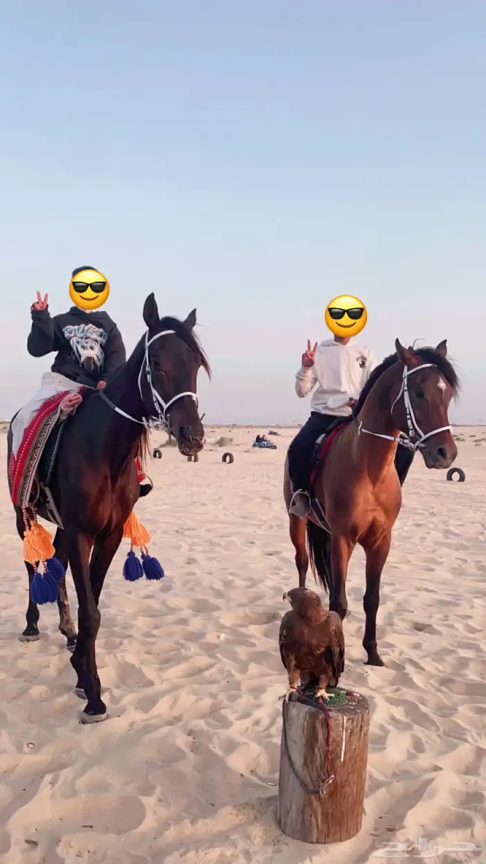 تدريب و تأجير ركوب الخيل والابل للمناسبات 12