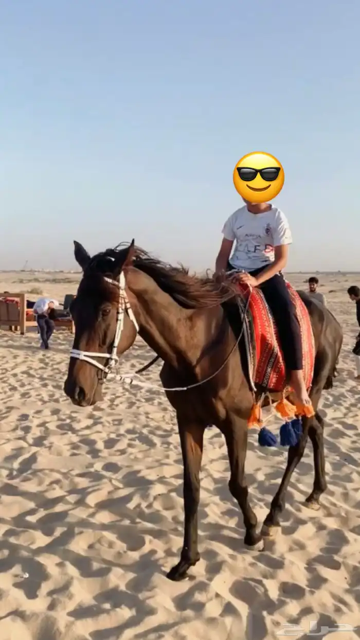 تدريب و تأجير ركوب الخيل والابل للمناسبات 17