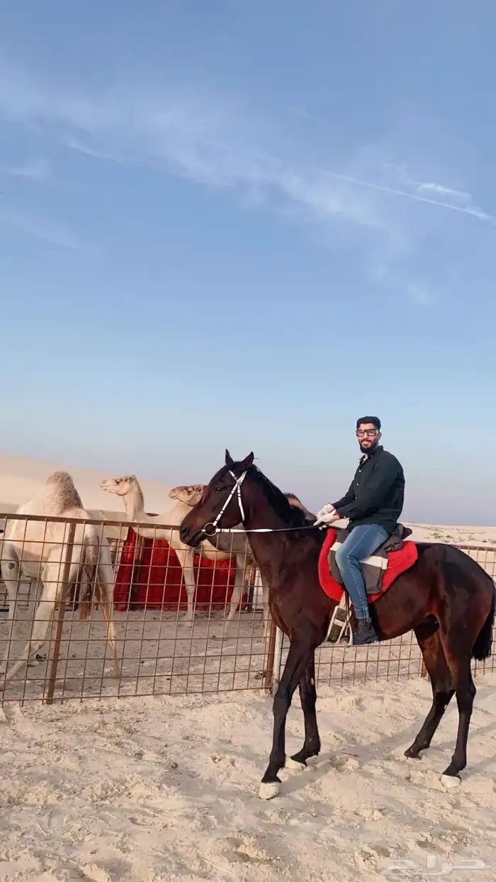 تدريب و تأجير ركوب الخيل والابل للمناسبات 3