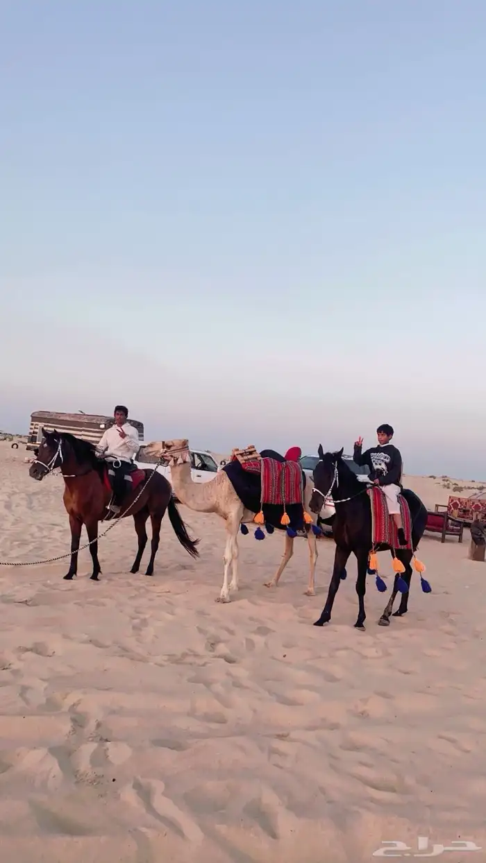 تدريب و تأجير ركوب الخيل والابل للمناسبات 14