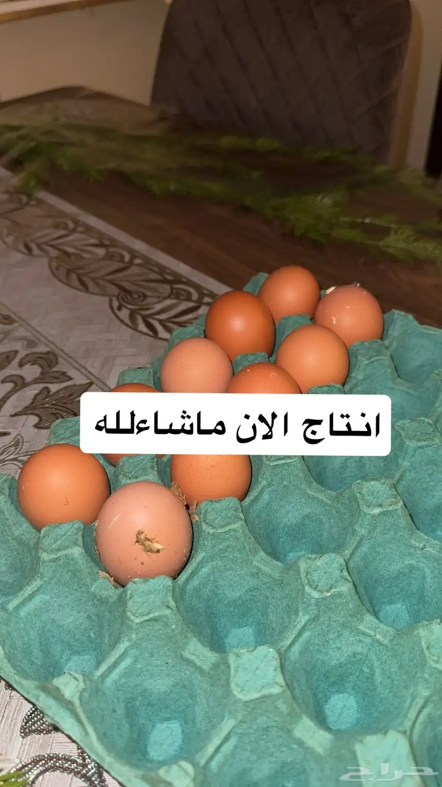بيض لهمان نتاج يومي 0