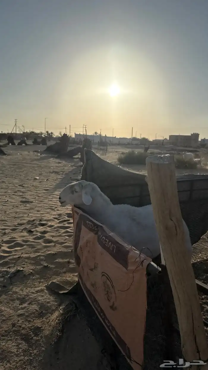 حري جامع شبب مشروط صحه وإضراب 4