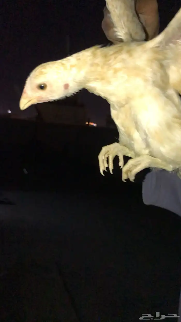 لايجي الا الصامل 1