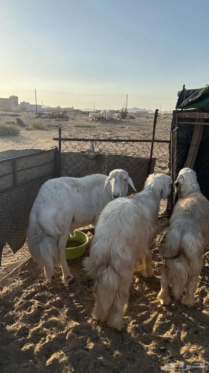 حري جامع شبب مشروط صحه وإضراب 2
