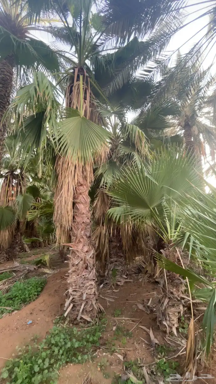 نخل شنطتي جميع المقاسات 2