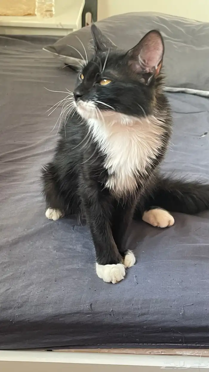 قطط للتبني 0