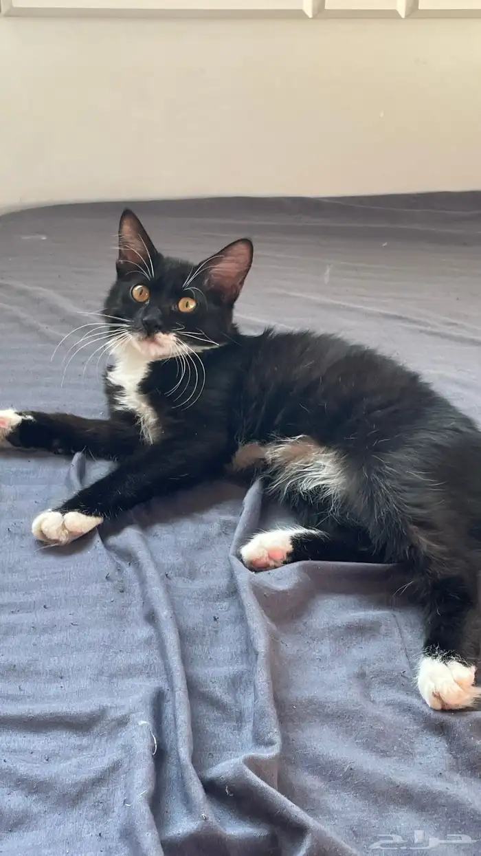 قطط للتبني 1