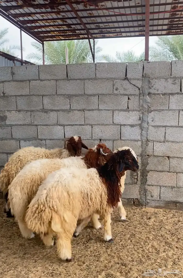 ذبايح نعيم برية فاخرة ناهية تم البيع بالكامل 2