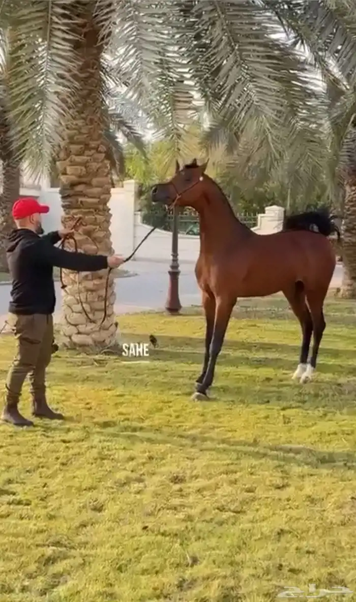 ايواء خيل القنفذه المظيلف 1