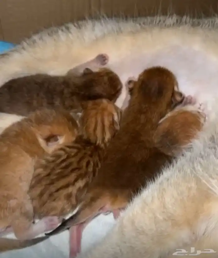 عرض الاجازه للتزاوج بسعر200 قط برتش يوجد كتن للبيع 12