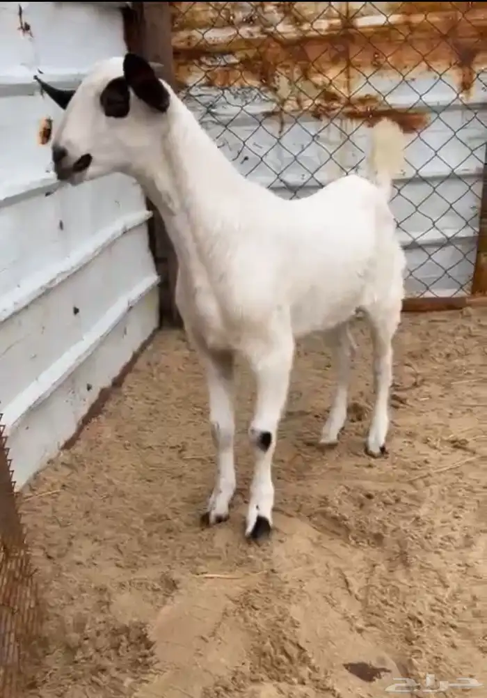 معزاء بيشيه كحل 1