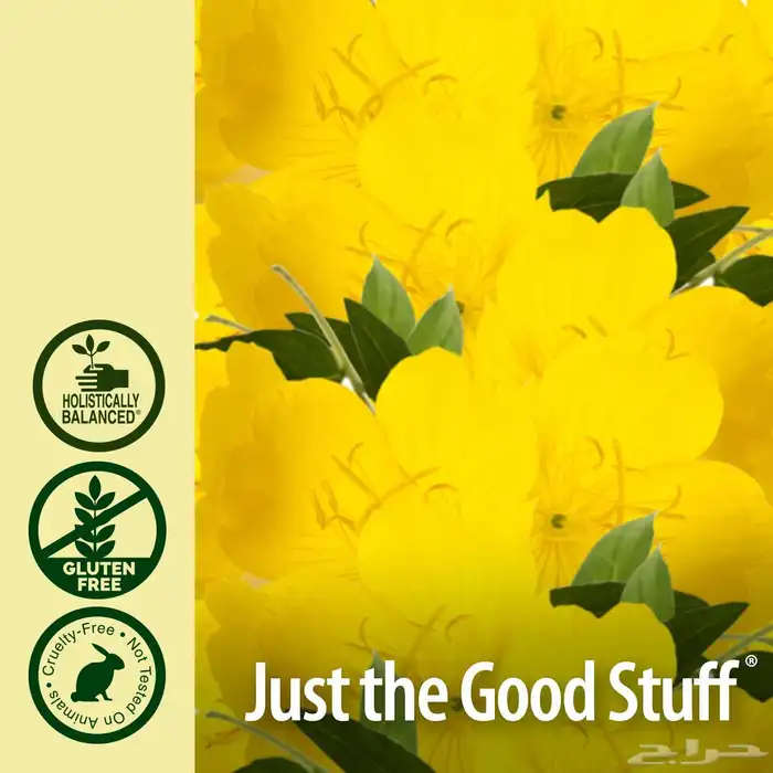 زيت زهرة الربيع المسائية 4