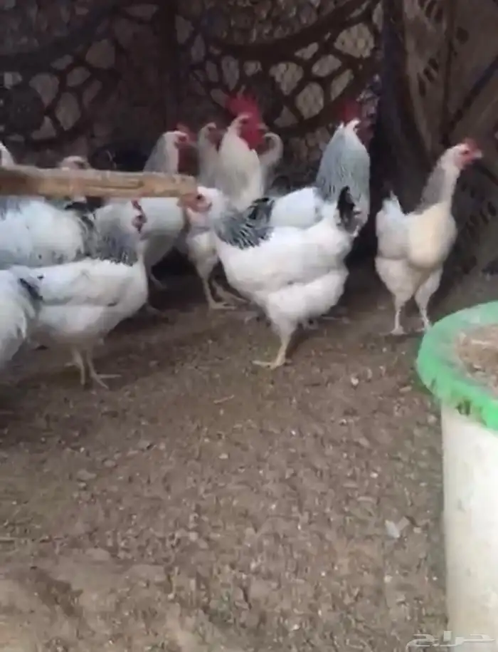 بيض دجاج فرنسي كولمبي 1