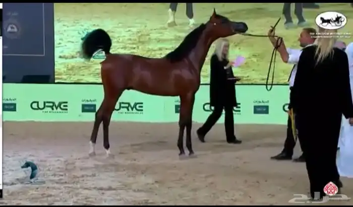ايواء خيل القنفذه المظيلف 0