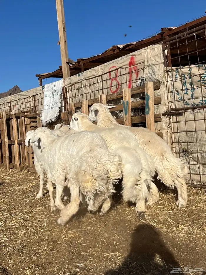 طليان حري ذبايح جبره 1