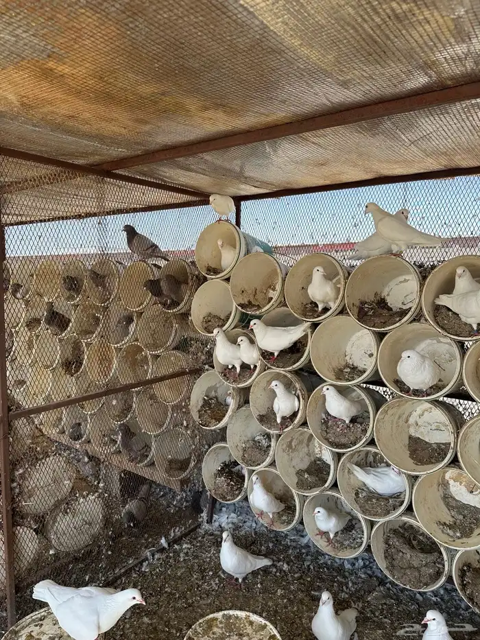 حمام فرنسي سوووبر جامبو 1