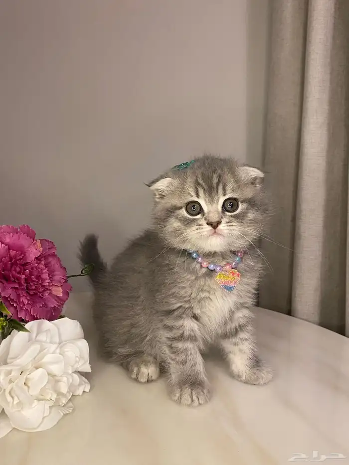 قطط للبيع سكوتش 7