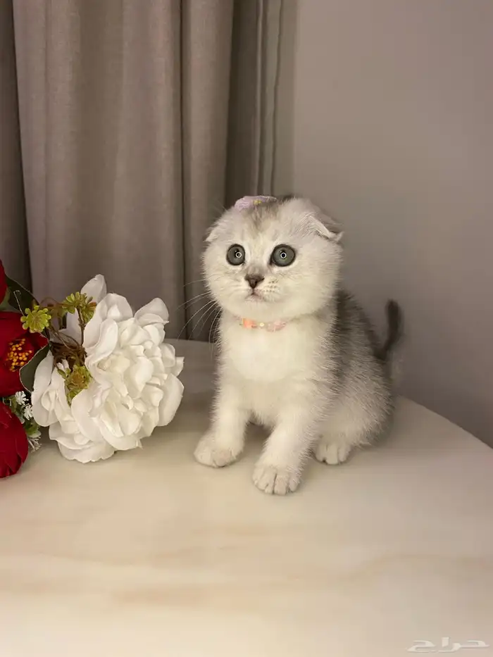 قطط للبيع سكوتش 3